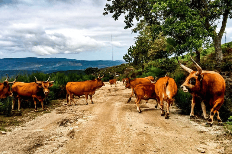 Prozelo: Excursión en Buggy por Arcos de Valdevez y Peneda GerêsPaseo en Buggy con 4 Asientos