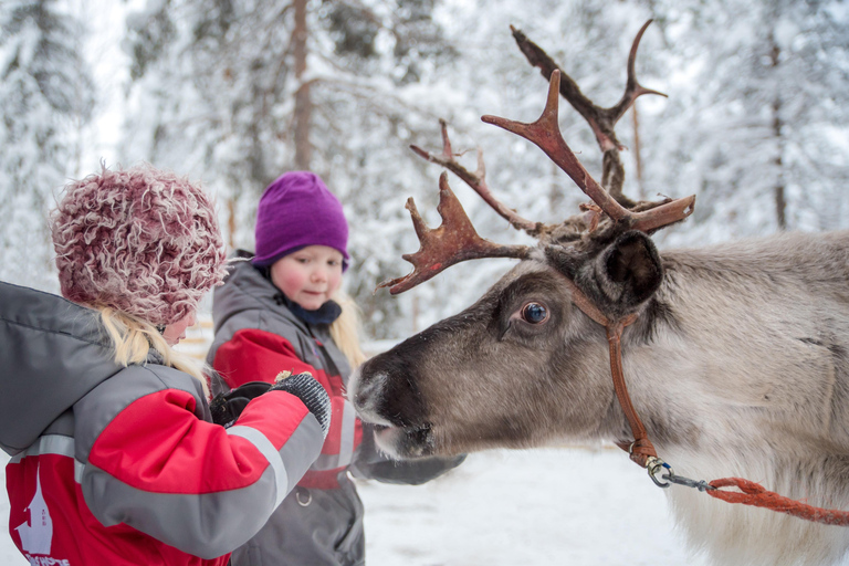 روفانيمي: رحلة على زلاجة الرنة عبر الغابة