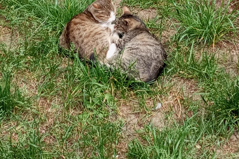 Sarajevo Street Cats Tour