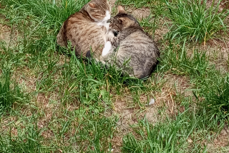 Sarajevo Street Cats Tour