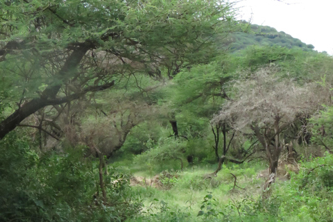 Arusha National Park: Day Trip with Walking Safari & Canoe Shared Day Trip Transfer & Game Drive (Fees Excluded)