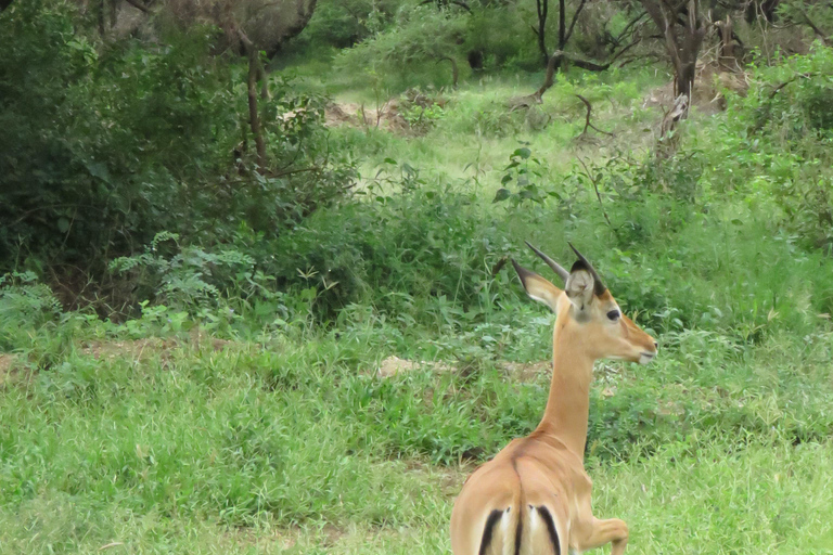 Arusha National Park: Day Trip with Walking Safari & Canoe Shared Day Trip Transfer & Game Drive (Fees Excluded)