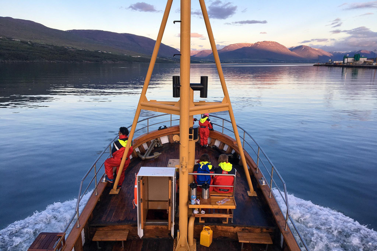 Hauganes: Observação de baleias no Norte da Islândia