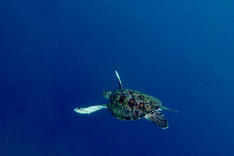 Bali : plongée avec tuba dans deux sites du Blue Lagoon, avec déjeuner et transportSnorkeling à deux sites dans le lagon bleu, rendez-vous au lieu de rendez-vous.