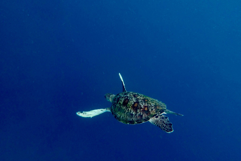 Bali : plongée avec tuba dans deux sites du Blue Lagoon, avec déjeuner et transportSnorkeling à deux sites dans le lagon bleu, rendez-vous au lieu de rendez-vous.