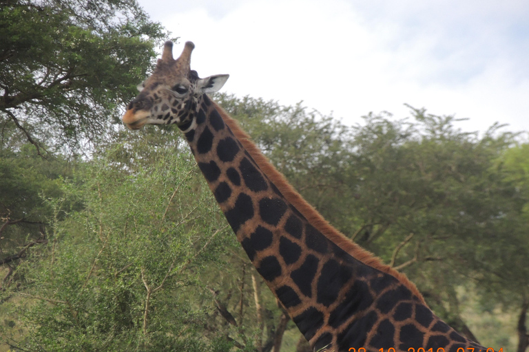 Safari di 3 giorni alle Cascate Murchison e ai Big 5