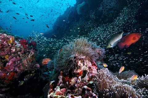 Pattaya: Discover Scuba Diving Experience with Instructor