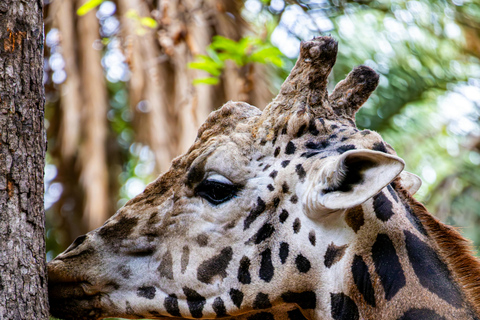 Tanzania: 4-Day Mid-Range Tour Tara, Serengeti & Ngorongoro