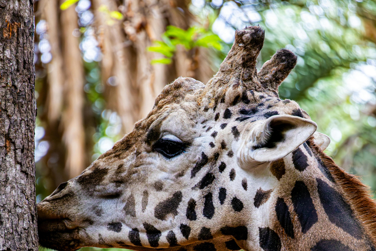 Tanzania: 4-Day Mid-Range Tour Tara, Serengeti & Ngorongoro