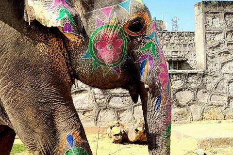 Jaipur: Hathigao Elephant Village Ride, Feeding, & Photos Riding, Feeding, Climbing And Photography with Elephant