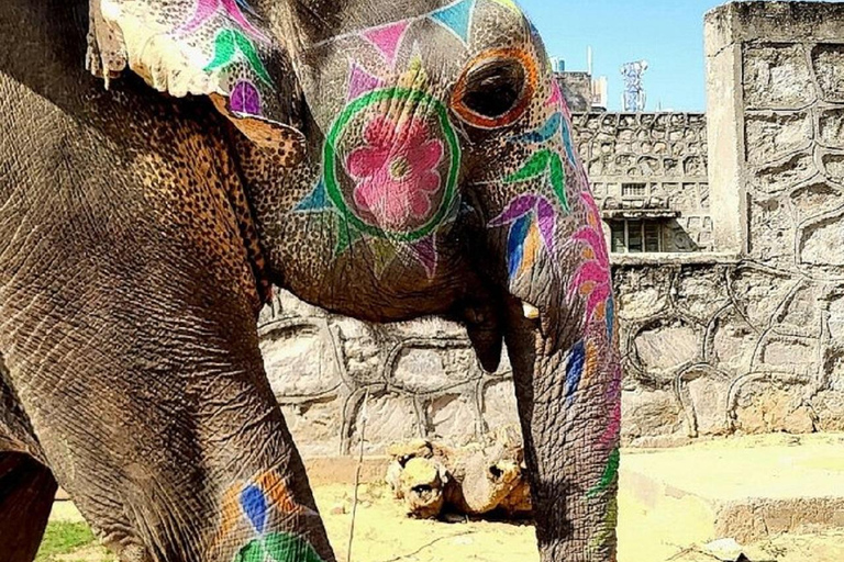 Jaipur: Hathigao Elephant Village Ride, Feeding, & Photos Riding, Feeding, Climbing And Photography with Elephant