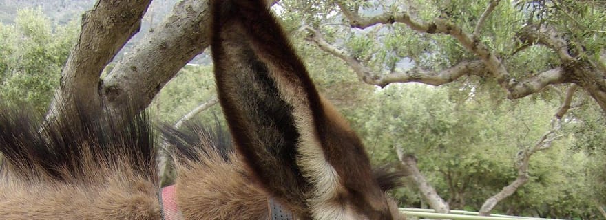 Balade à dos d'âne - Balade le long du littoral
