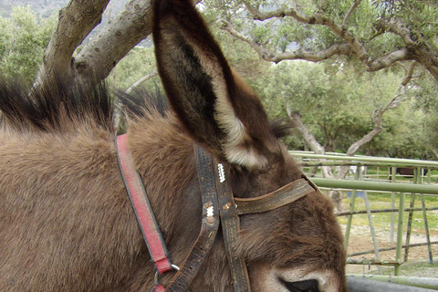 Passeio de burro - País de CretaDNK: Donkey Ride - País de Creta