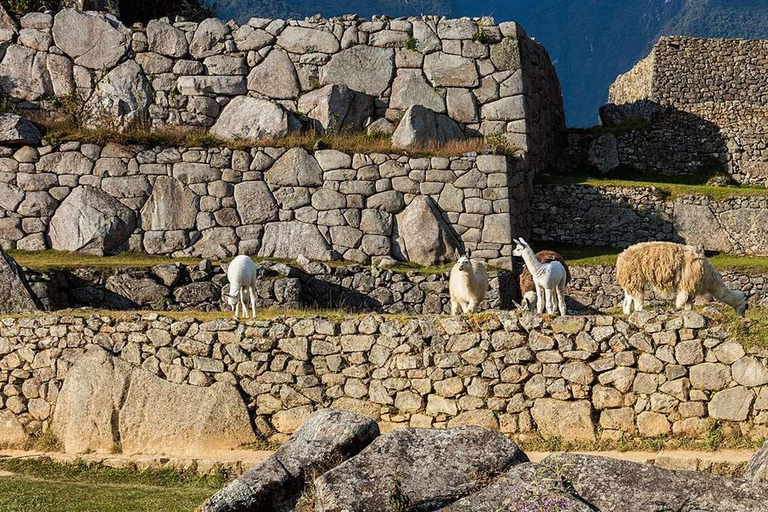 From Cusco: Full-Day Machu Picchu Tour with Lunch |Private|