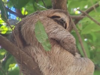 Manuel Antonio National Park, Wildlife-Watching Guided Hike - Housity