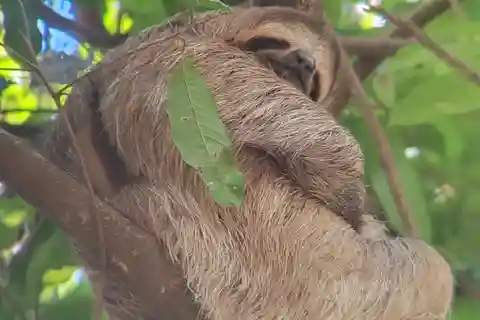 Manuel Antonio Nationalpark: Guidet tur for at se på dyrelivet