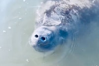 Cocoa Beach, Dolphin and Mottee Kayak ou Paddle Tour - Housity