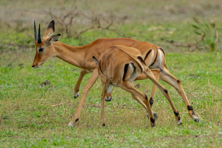 2-Day Semi-Luxury Safari From Zanzibar For Honeymooners.