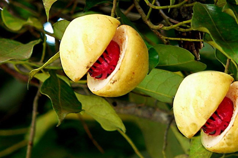 Zanzibar : Excursion en tandem en kayak transparent et dîner au Rock