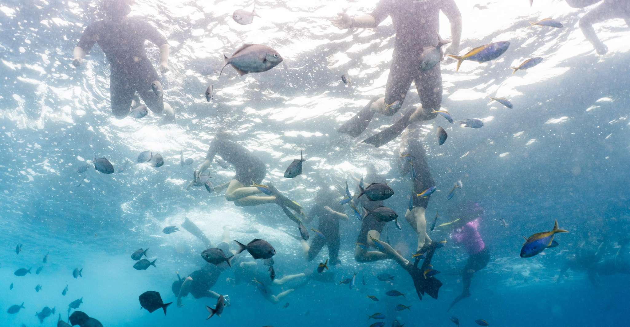 Byron Bay: Snorkeling Tour at Julian Rocks, Nguthungulli photo 17