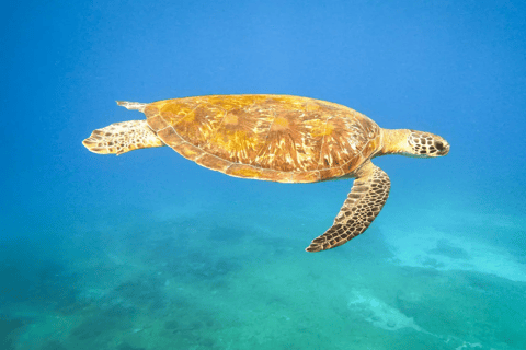 Maputo: Delphinschwimmen Tour in Ponta do Ouro