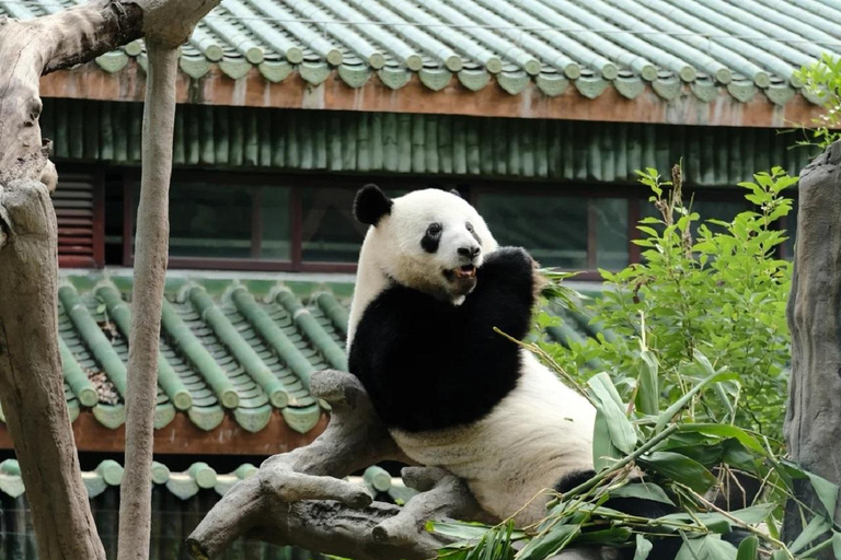 Guangzhou: Guangzhou Zoo Official Entry Ticket with Pandas Guangzhou Zoo Official Entry Ticket with Pandas