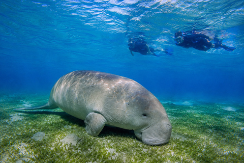 Marsa Alam: Diving & Snorkel Trips on the Boat with Lunch