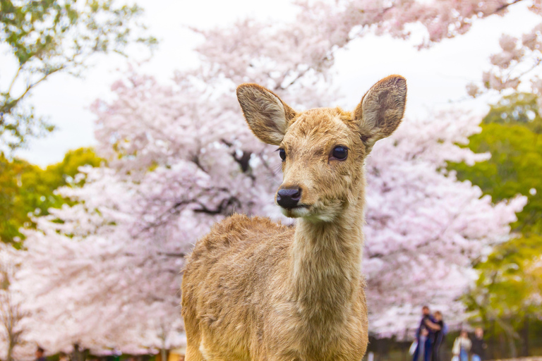 Nara Cherry Blossom Highlights Spring Day Tour from Osaka Shared Tour, Meet at Tsurutontan Soemoncho