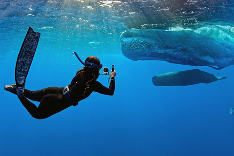 Sri Lanka: Whale Watching and Snorkeling Boat Tour