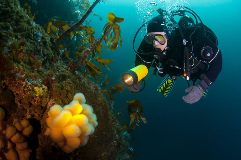 Bergen: Buceo guiadoBergen: Experiencia guiada de submarinismo