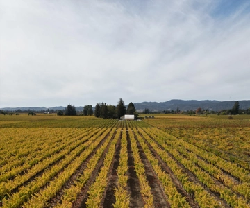 Vale de Napa: Passeio de quadriciclo pelas vinhas com prova de vinhos