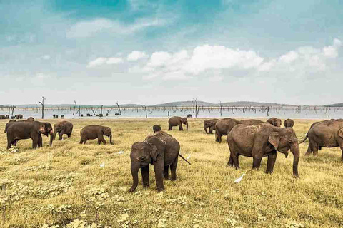 Kandy: Sigiriya Dambulla and Wildlife Watching Guided Tour Kandy: Sigiriya Dambulla and Jeep Safari All Inclusive