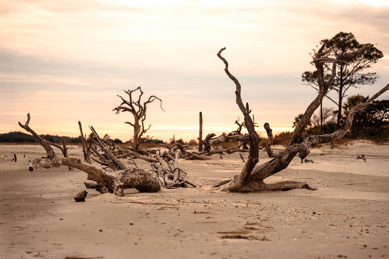Charleston: Capers Island Wildlife Eco Tour with Guide
