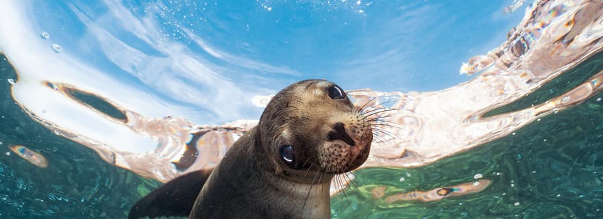 Île d'Espiritu Santo : Aventure du lion de mer avec masque et tuba