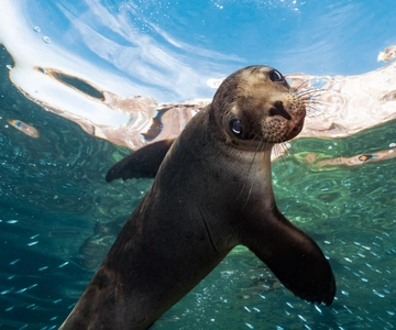 Isla Espíritu Santo: Aventura de snorkel con leones marinos