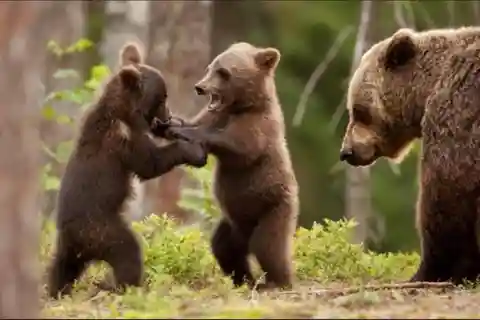 Bucharest: Bear Watching Tour and Top Gear Road Day Trip