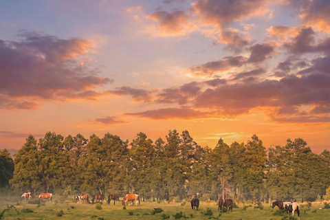 Jeju: Day Tour, Small Volcano & Landmark & UNESCO Heritage Private Day Tour 5hr (Just Car Charter/Not including ticket)