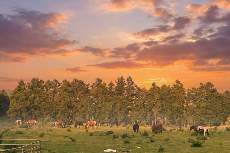 Jeju: Day Tour, Small Volcano & Landmark & UNESCO Heritage Private Day Tour 5hr (Just Car Charter/Not including ticket)