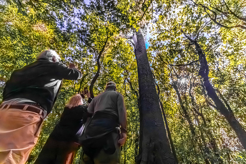 Lyttelton: Akaroa including The Giants House Shore Excursion Small Group Shore Excursion: Akaroa, from Lyttelton