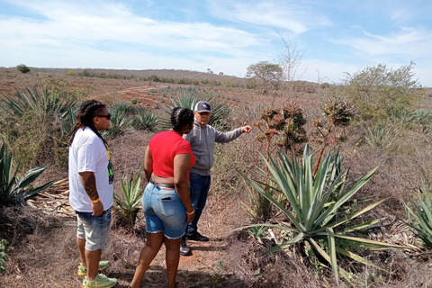 Mazatlan: Mezcal Factory Tour with Tasting and Lunch