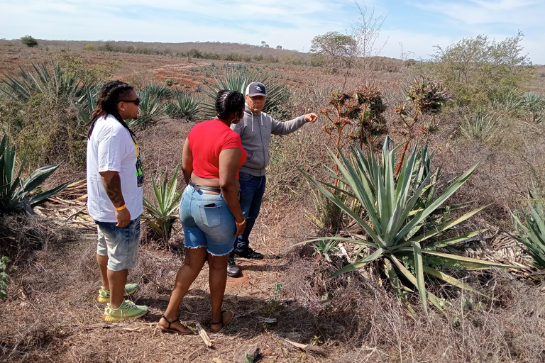 Mazatlan: Mezcal Factory Tour with Tasting and Lunch