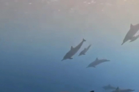 Rencontre avec des dauphins sauvages et plongée en apnée - Ile Maurice.