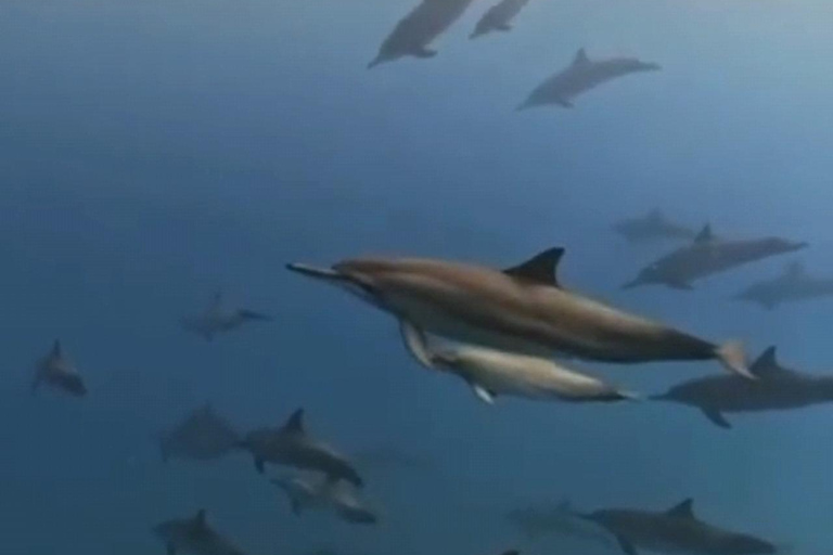 Rencontre avec des dauphins sauvages et plongée en apnée - Ile Maurice.