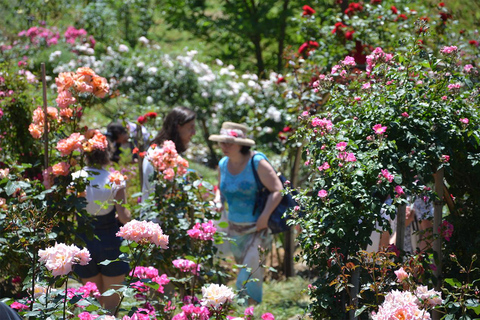 Black Sea: Magnetic Beach and Batumi Botanical Garden Tour