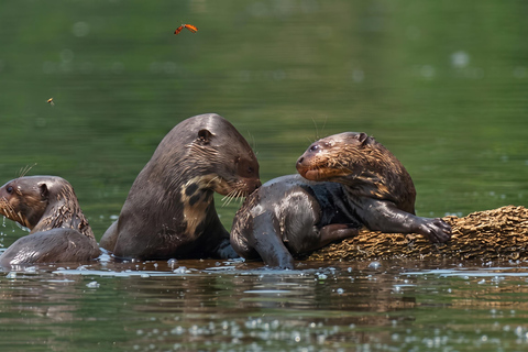 Sunset tour in the Jungle and Encounter with Capybaras
