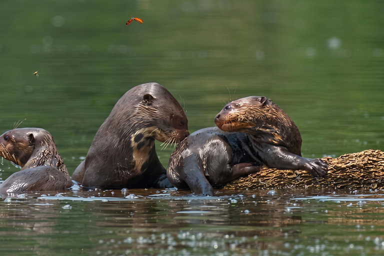 Sunset tour in the Jungle and Encounter with Capybaras