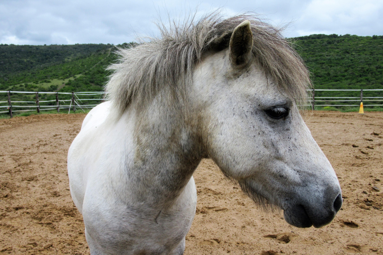 Zanzibar: Horseback Riding and Turtle Aquarium Visit