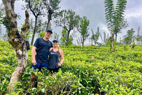 From Kandy: Ella Drop Tour via Nuwara Eliya From Kandy: Ella Drop Tour via Nuwara Eliya by Tuk Tuk