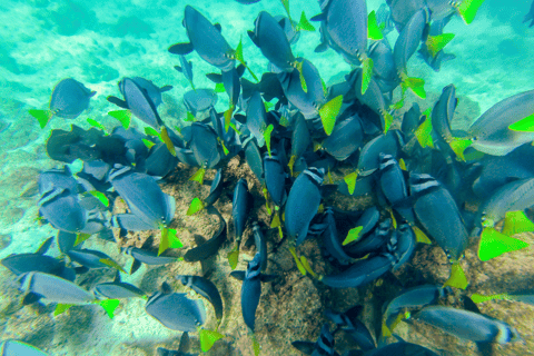 Phuket: Racha och Coral Islands Speedboat Trip med lunch