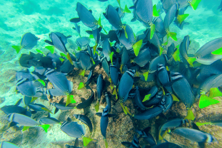 Phuket: Racha- und Koralleninseln-Schnellbootfahrt mit Mittagessen